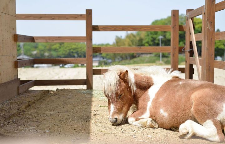 クリニックの庭でくつろぐミニチュアホース