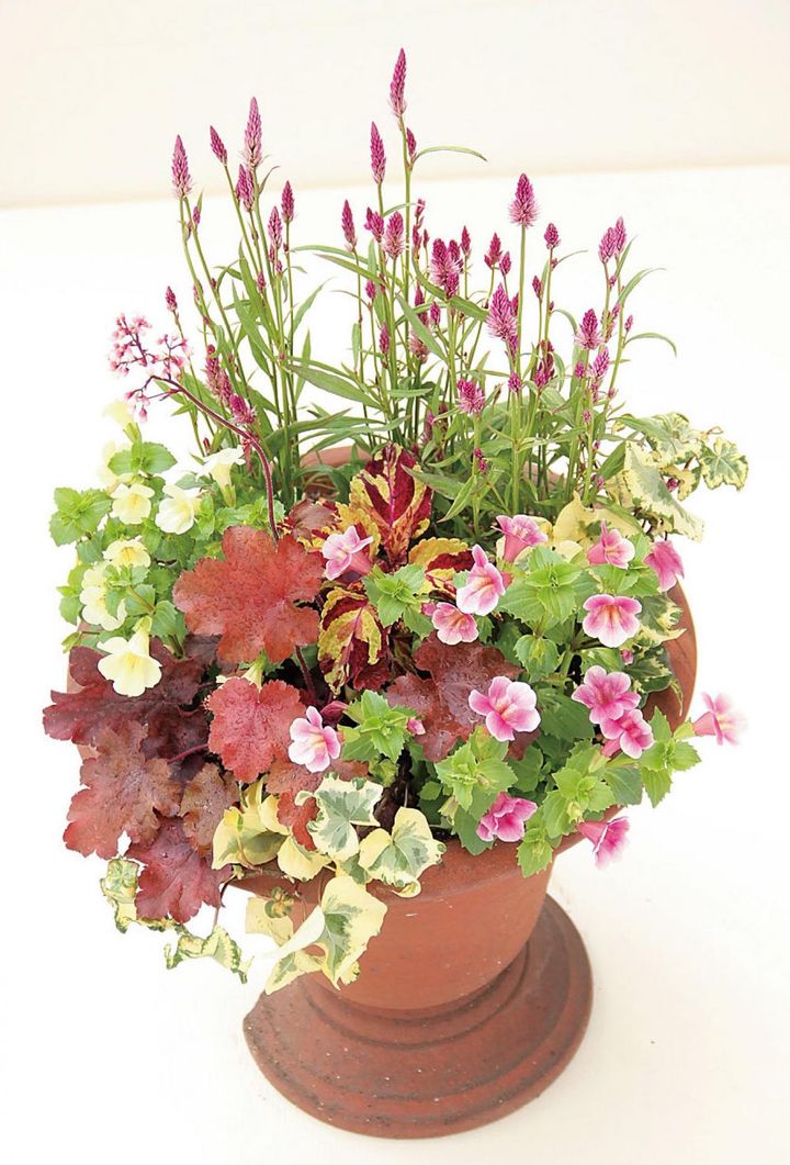 上に伸びるセロシアに対して横に広がるミムラスやヒューケラ、垂れ下がるアイビーという草姿の異なる組み合わせ。