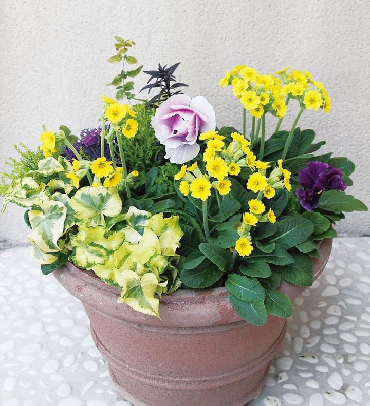 黄色と紫という反対色で花色のメリハリをつけ、花の大小や葉色の濃淡でも個性の違いを際立たせている。