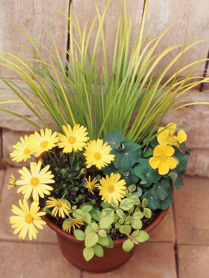 オステオスペルマムとナスタチウムという面を意識させる花に、線形のアコルス ‘黄金’ やプレクトランサスの小葉が変化をつける。