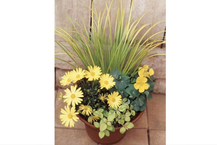  吉谷桂子さんの【寄せ植えQ&A】メリハリのある寄せ植えを作るには？ 失敗しない植物の形の組み合わせ方は？