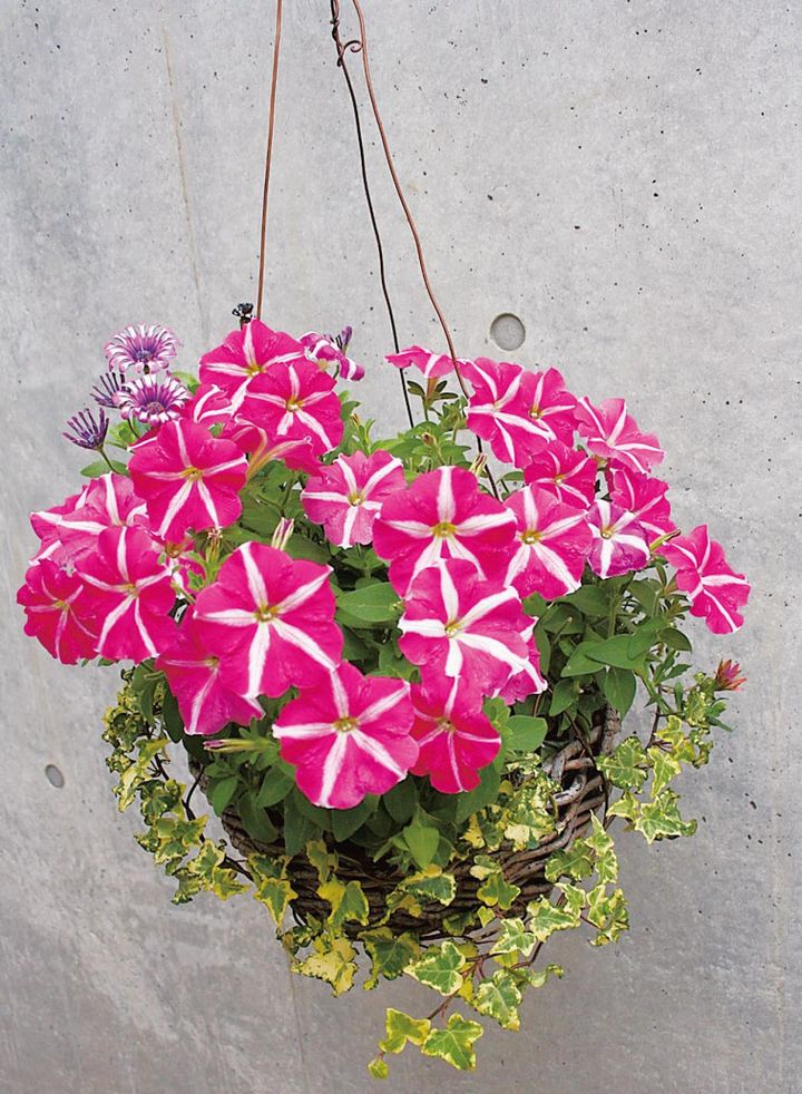 星咲きのペチュニアがあふれるように咲くバスケットから垂れ下がるアイビーが、寄せ植え全体に動きとスケール感を与える。