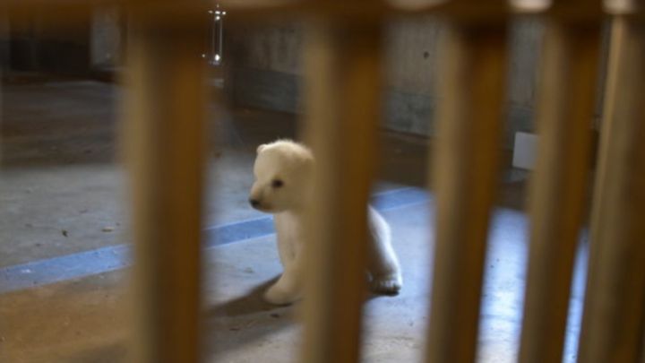 男鹿水族館GAO公式ブログより