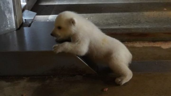 よこはま動物園ズーラシアで亡くなったホッキョクグマの「ゴーゴ」。その突然の別れに多くの方が悲しみに包まれていますが、ゴーゴが確かに残した「新たな命」が、秋田県男鹿市の「男鹿水族館GAO」で希望の光を放っています。