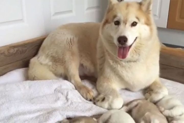 出典：Pure Siberian Husky,4匹並んで同じポーズ！まるでおもちゃのような愛くるしさです