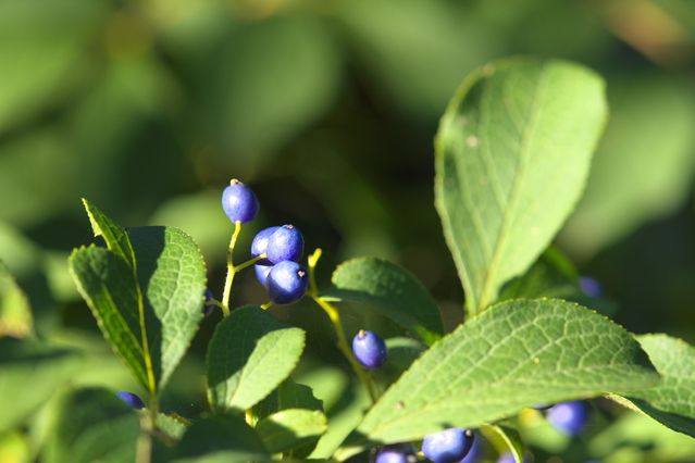 サワフタギの実