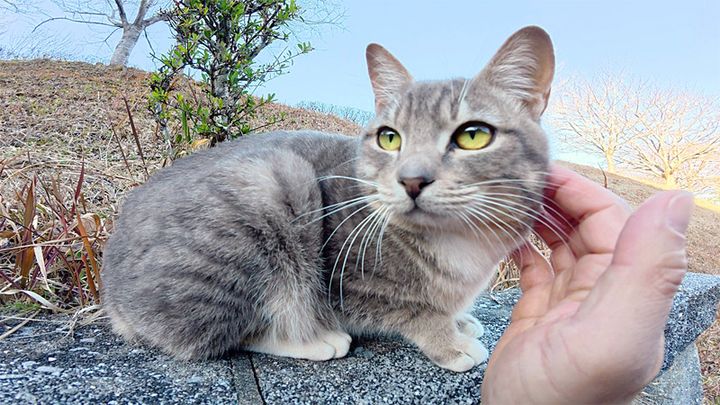 ナデナデ好きの猫