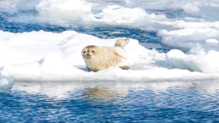 カニの爪を被って笑う観光客の足元には、極寒の海を切り拓いてきた先人たちの知恵と、豊かな自然の営みが広がっているのでした！