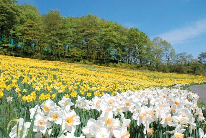 4〜5月が花の見頃！ 展望台からの景色も楽しい【高原の花の絶景】2選