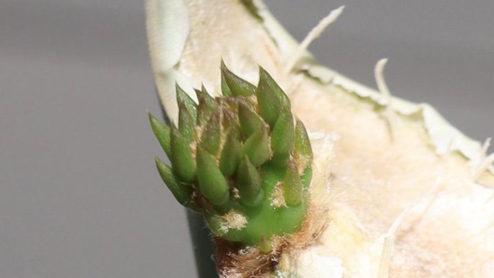 三重県にある「道の駅 紀宝町ウミガメ公園」。道の駅としては全国で唯一、ウミガメの保護施設を併設するこの場所で、ウミガメならぬ「ゾウガメ」と「サボテン」の熱い戦いが繰り広げられました。