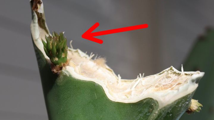 道の駅紀宝町ウミガメ公園の公式Xより