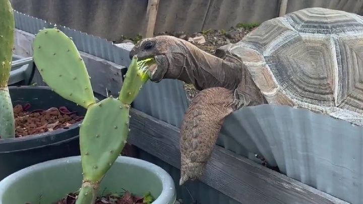 道の駅紀宝町ウミガメ公園の公式Xより