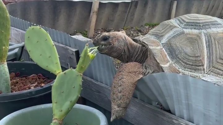 三重県にある「道の駅 紀宝町ウミガメ公園」。道の駅としては全国で唯一、ウミガメの保護施設を併設するこの場所で、ウミガメならぬ「ゾウガメ」と「サボテン」の熱い戦いが繰り広げられました。