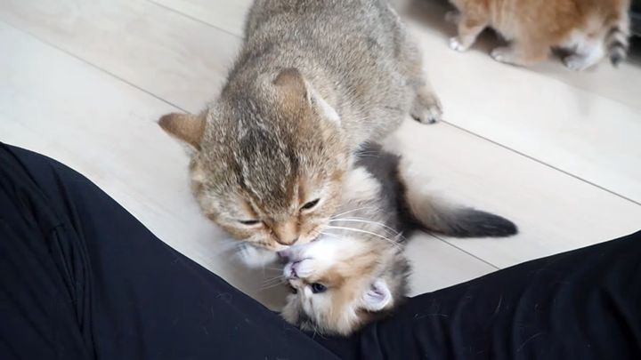 母猫に舐められたくない子猫