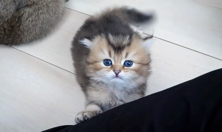 膝の上に避難する子猫