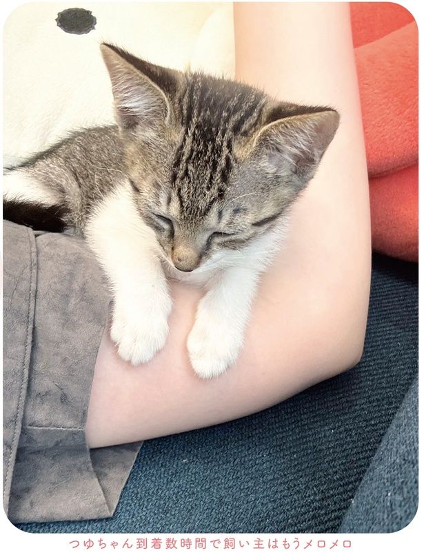 飼い主はもうメロメロ (C)つゆちゃんの飼い主／KADOKAWA