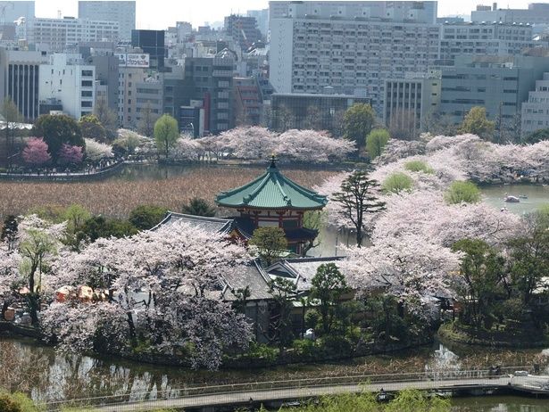 「不忍池」に浮かぶ弁天堂と満開の桜 画像提供：上野恩賜公園