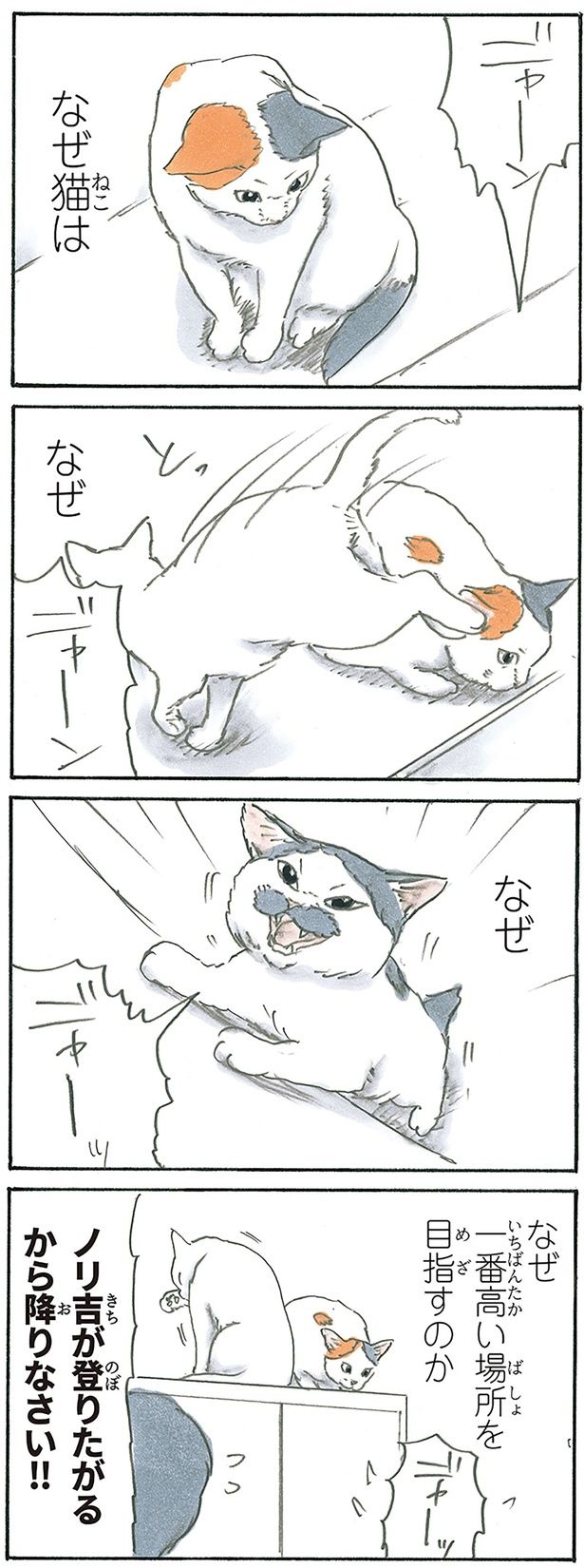 なぜ猫は （C）にごたろ／KADOKAWA