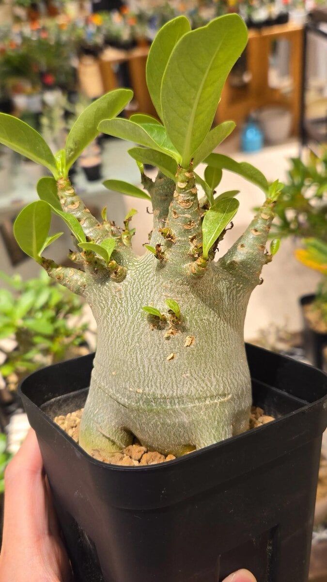 STANFORD所属のモデル・三田久遠の好きなもの①インテリア