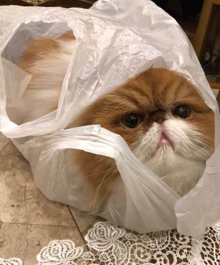 STANFORD所属のモデル・三田久遠の好きなもの④家猫