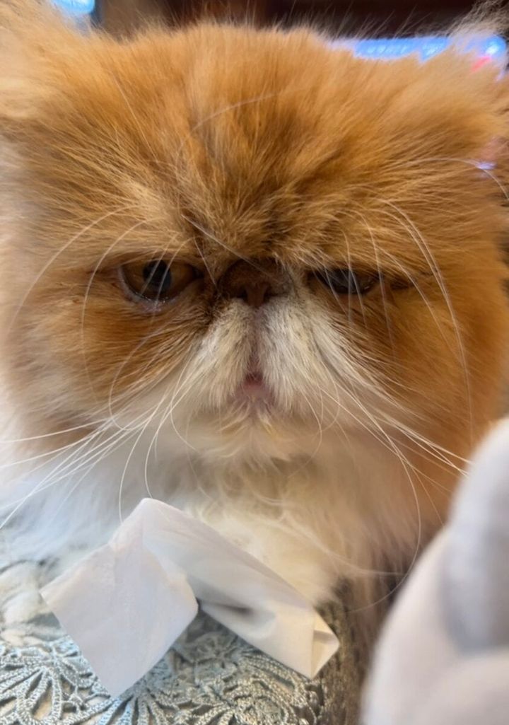 STANFORD所属のモデル・三田久遠の好きなもの④家猫