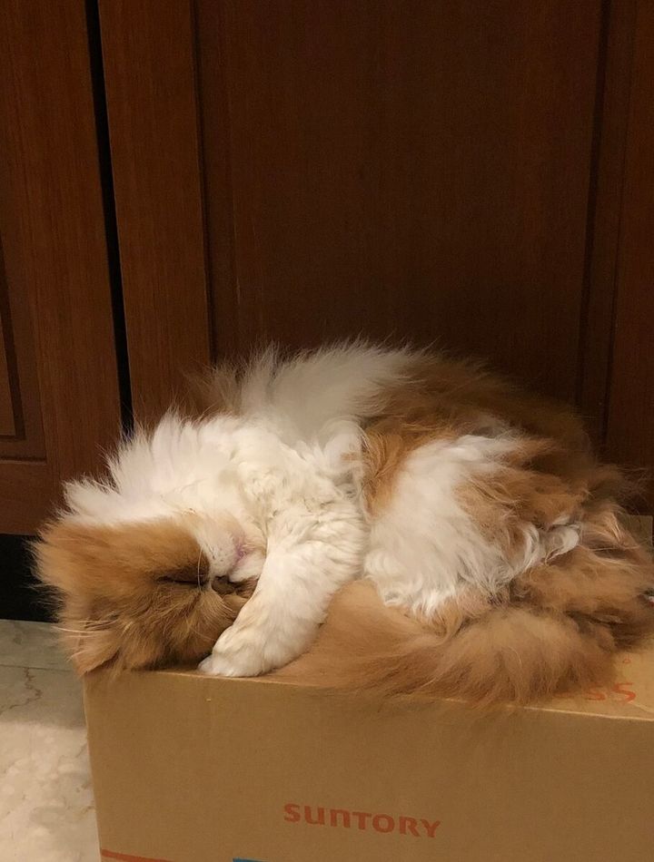 STANFORD所属のモデル・三田久遠の好きなもの④家猫