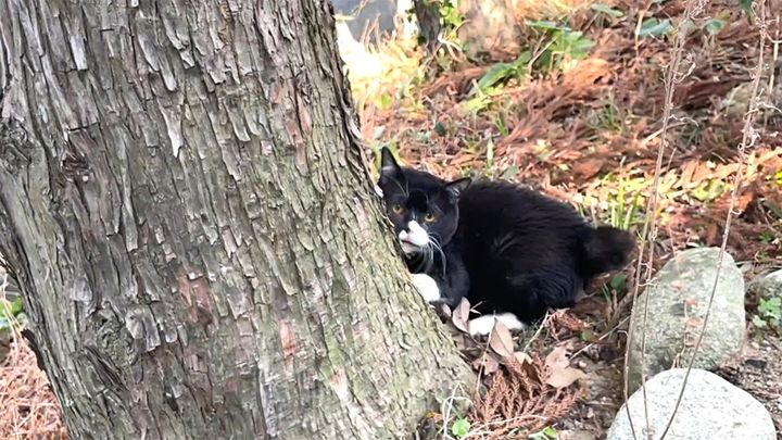 突然木登りする猫