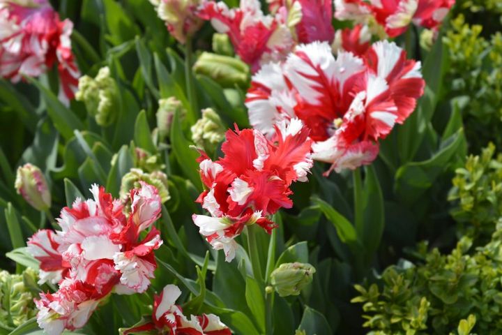 2月15日の花とは？【366日の誕生花と幸せの花言葉】