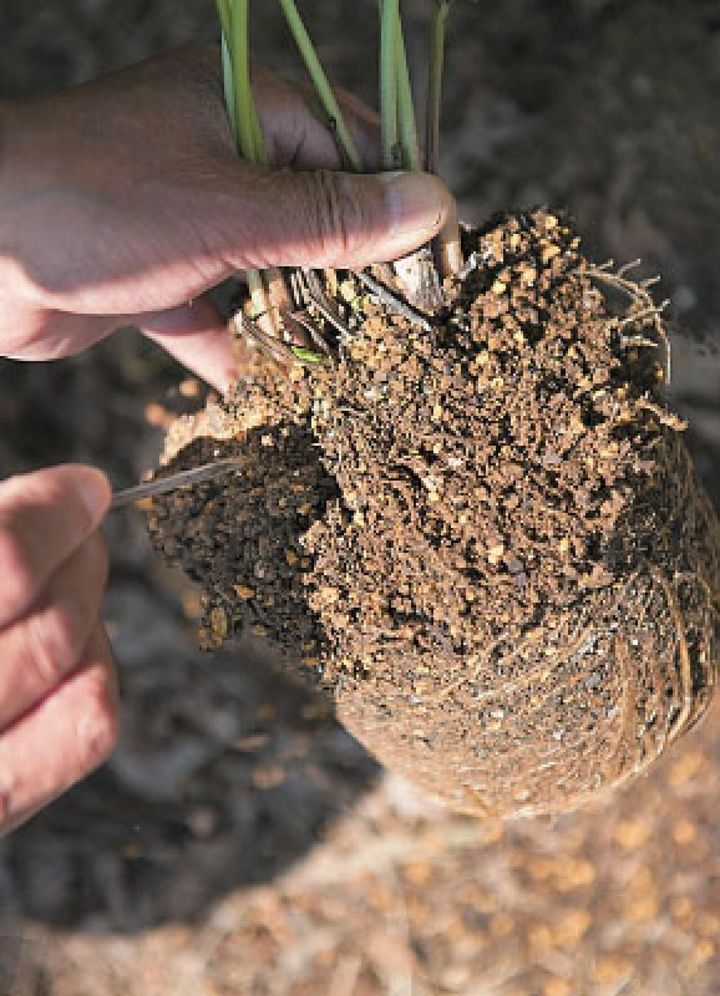【４】割り箸や火箸などを使って、株の肩の土を落とします。新芽や株元の基部を傷めないように気をつけましょう。