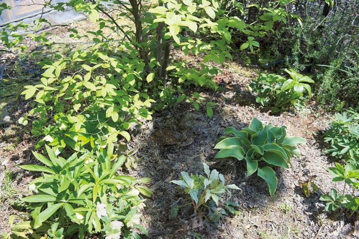 プロに教わる「クリスマスローズの庭への植えつけ」プロセス写真入り。相性のよい植物は？【ガーデニング】