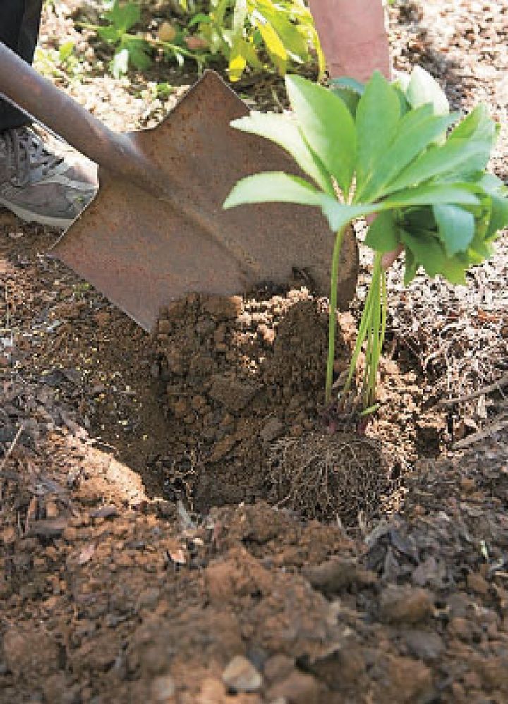 【８】周囲から土を寄せ、株元がちょうど土に隠れるくらいの深さに調整しながら、株を植えつけます。