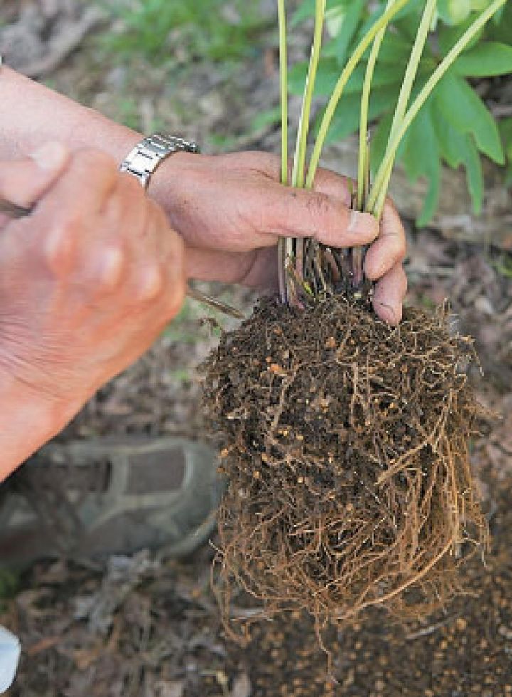 【６】底側の根がかたく回っていたら、側面から箸で突きくずします。根を伸ばすようなイメージで作業し、極端に根を切らないようにします。