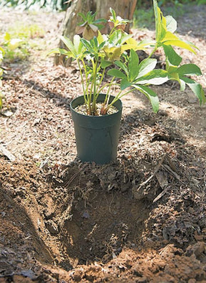 【２】春になったら花が終わった開花株を選び、植えつけの2〜3日前から水やりを控えて土を乾きぎみにしておきます。予定の場所に根鉢より一回り大きな穴を掘り、穴と周囲に水をまいて土を湿らせておきます。