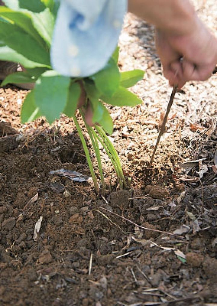 【９】長めの竹箸を根の間に差し込み、船の艪をこぐようにゆすりながら土をすき込みなじませます。株の中心をつつくと根が傷むので注意します。