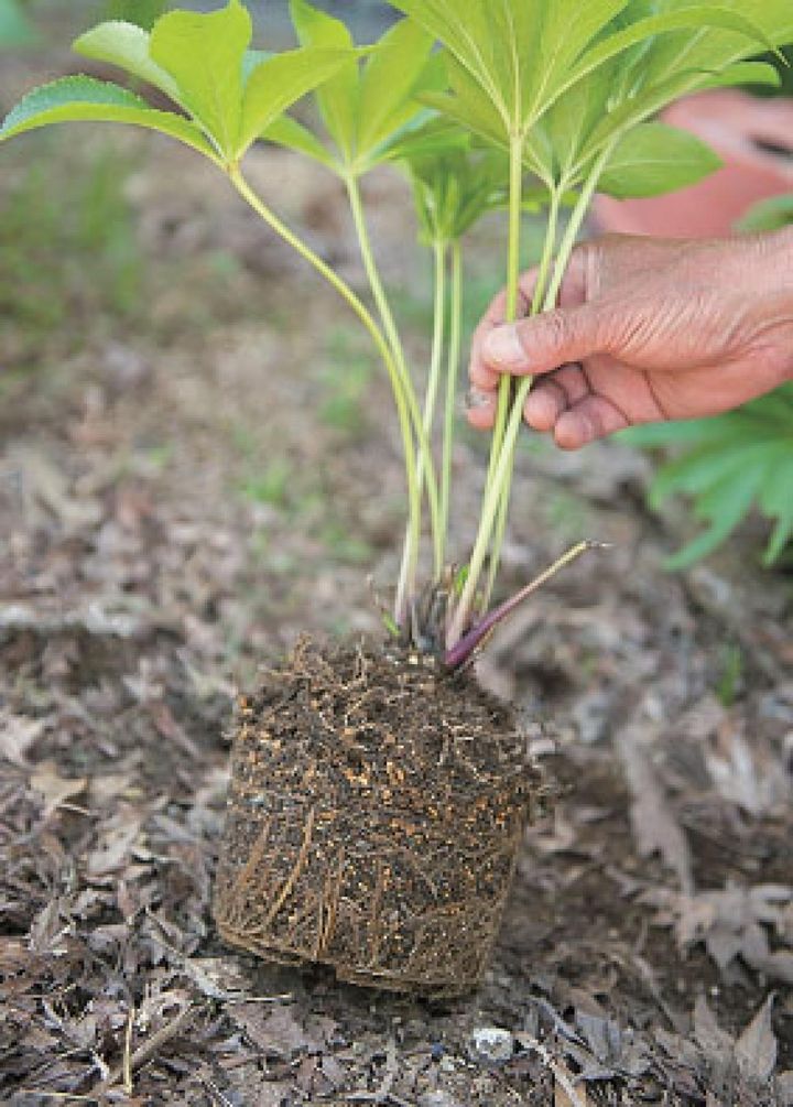 【５】株の肩の土を１/３程度落とすところまで根鉢をくずします。写真くらいのくずしぐあいを目安に。