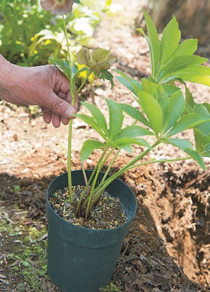 【３】花がついていたら花茎をクルッと左右にひねり、生えぎわから花茎を引き抜きます。このとき、株元が傷んでいないかチェックします。