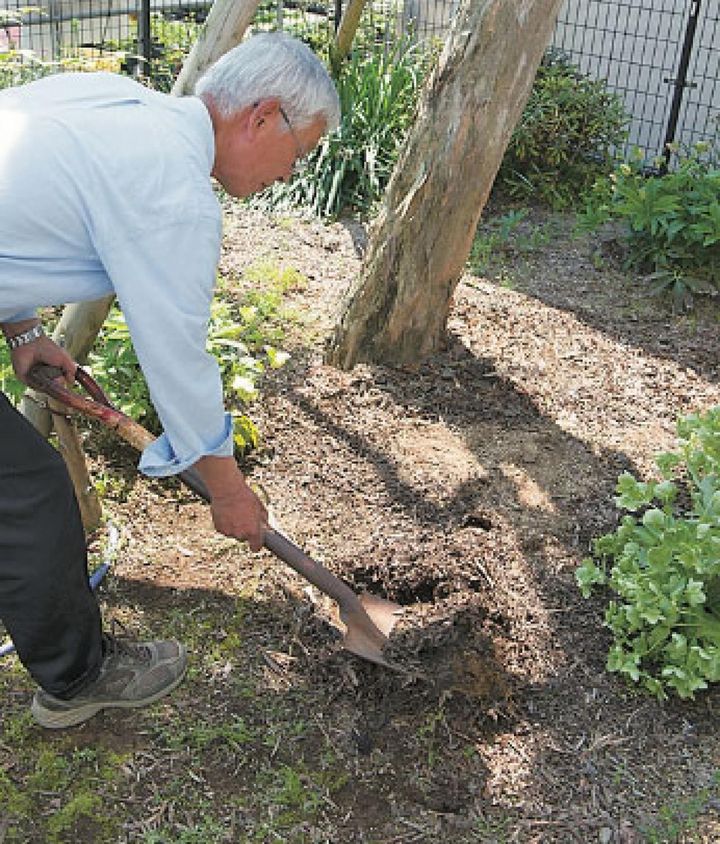 【１】秋〜冬に庭に生えている雑草を抜き、深さ30〜40㎝掘り下げて、堆肥や鶏ふんをすき込み、よく混ぜてから土を平らにならしておきます。