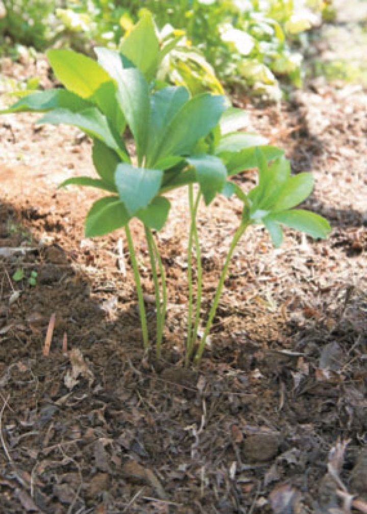 【10】植えつけたときには水は与えず、翌日に根鉢全体と周囲に水が届くくらいたっぷり水を与えます。