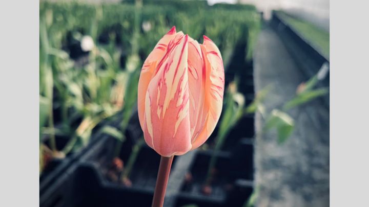 厳しい寒さが続きますが、この寒さもあと少し。まもなく色とりどりのチューリップが春を告げる時期がやってきます。各地の農家ではチューリップの収穫作業が始まっているようですが、富山県でチューリップを育てる「よねだ農園」さんがSNSに投稿した写真が、話題を呼んでいます。