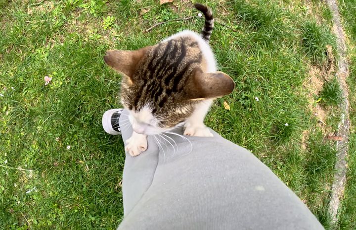 足にしがみつく猫