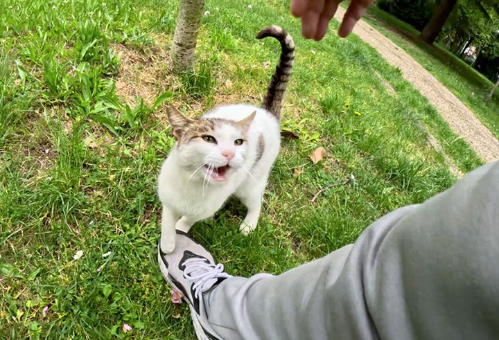 1週間ぶりに会った猫