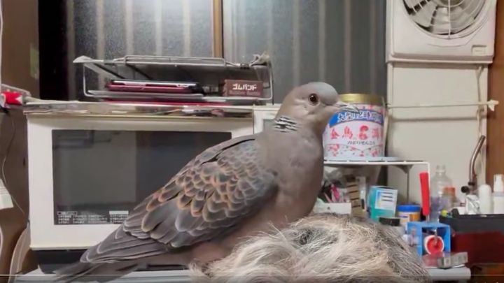 「鳥の巣のような頭」という言葉がありますが、まさか本当に頭の上が〝産卵場所〟になるという珍事が起きました！