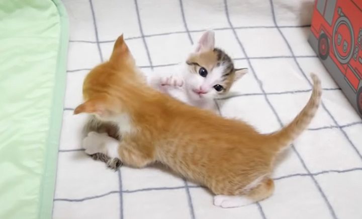 プロレスごっこをする子猫達