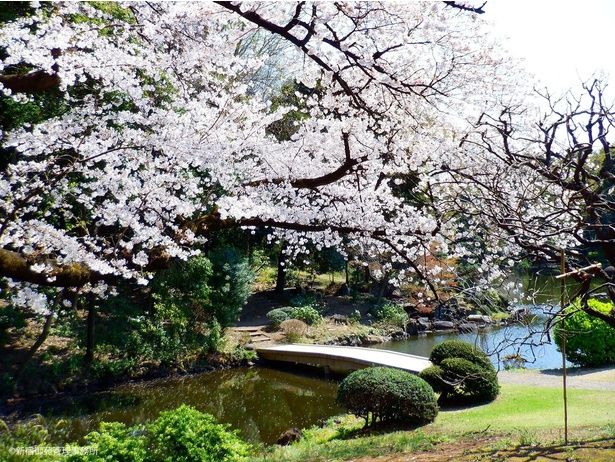 「新宿御苑」満開の桜が池のほとりを彩る春の風景 画像提供：環境省新宿御苑管理事務所