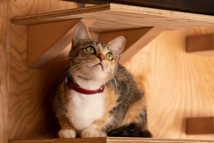 猫×イケメン×シェアハウス！ 癒やしの猫映画『劇場版 ねこ物件』©2022「ねこ物件」製作委員会