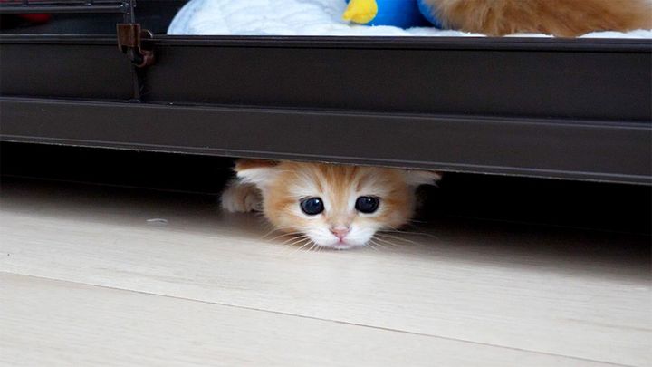 意外なところから登場する子猫