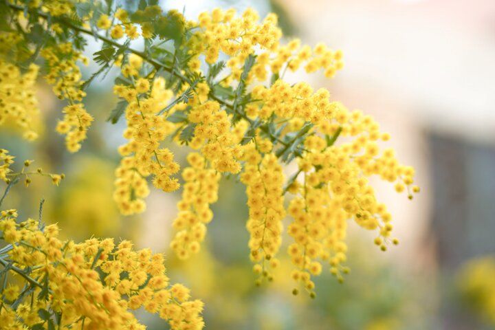 ミモザの花が咲き誇る、春のフォトジェニック空間へ「MIMOSA FESTA 2026 in KAWASAKI」