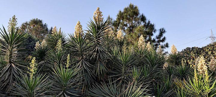 アツバキミガヨラン