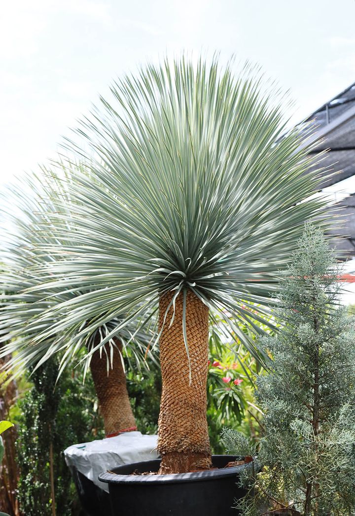 ユッカ・ロストラータ