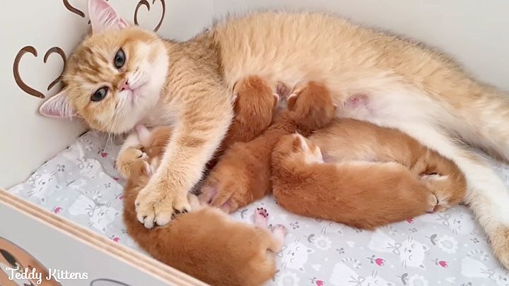 子猫をコネコネする母猫